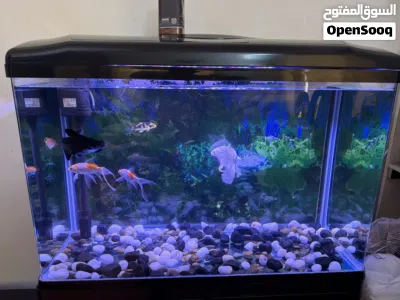 Fish with Aquarium. 2