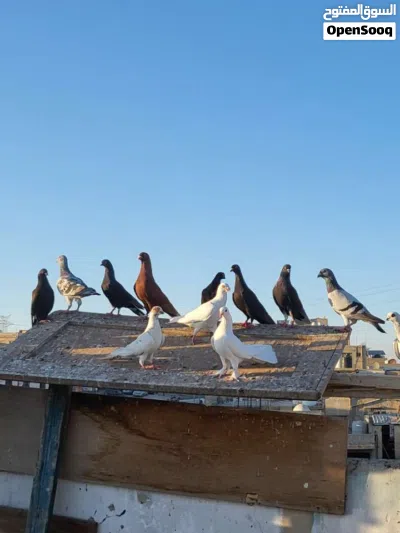 بيع حمام كش 3