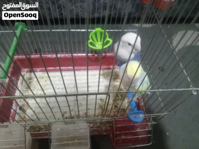 طيور زوج روز للبيع 2