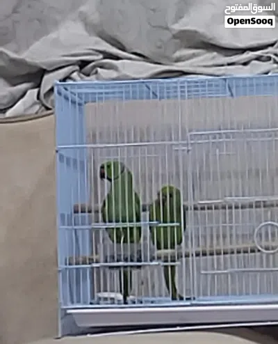 للبيع زوج دره مع ولدهم و القفص و البياضه إقرأ الوصف 2
