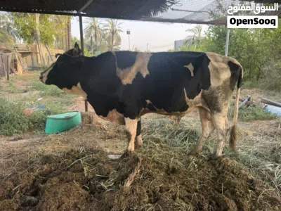 عجل يصلح للذبح او التربيه 2