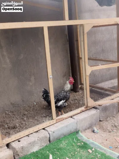 دجاج عرب كلش حلوت صحه خير 2