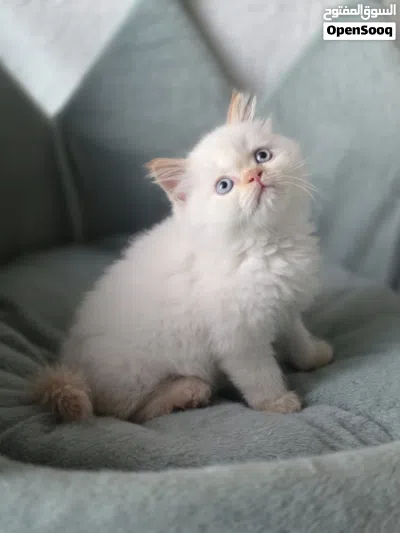 راغدول و سكوتش فولد Ragdoll red point& Scottish fold 2