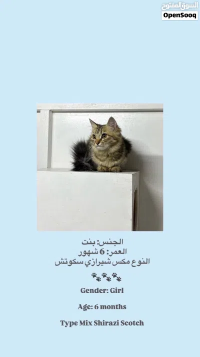 قطط للبيع مكس سكوتش شيرازي 2