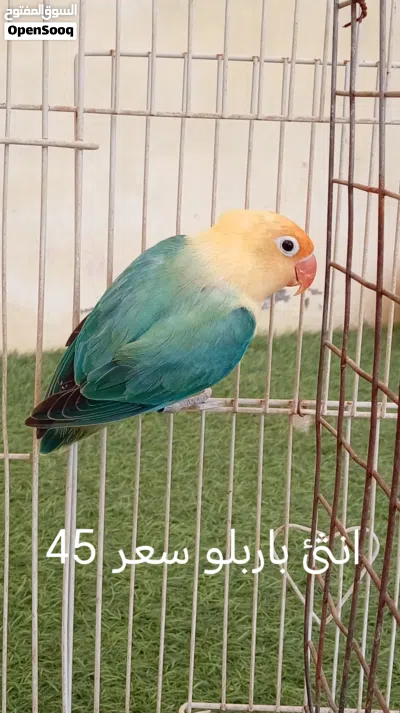 فيشر للبيع 2