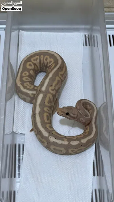 ball pythons 3