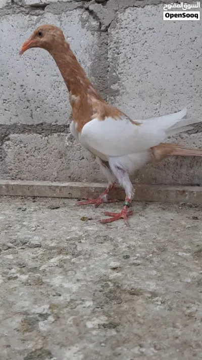 فراخ مكابي. 3