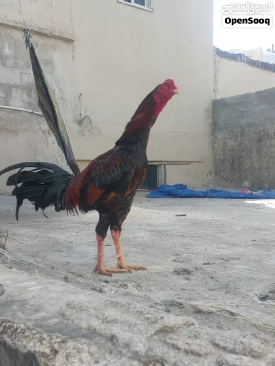 undefined 2