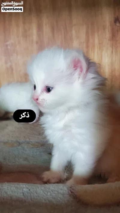 undefined 2