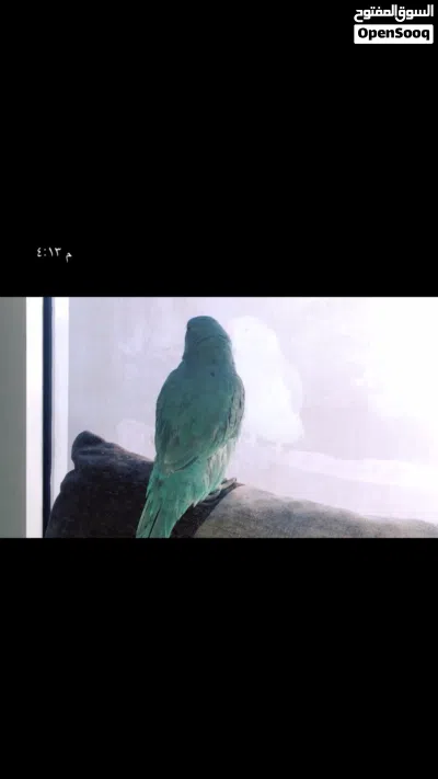 بغبغاء اليف 2