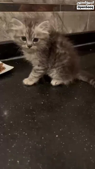 قط شيرازي ذكر 3