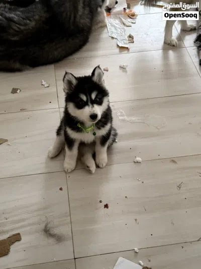Purebred husky siberian for sale كلب هاسكي سيبيري أصيل للبيع 3