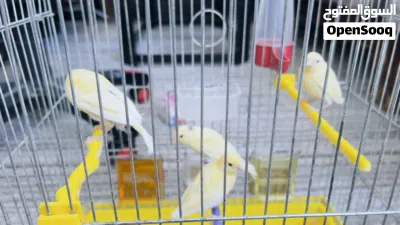للبيع انثى كنار و 4 مخاليف 3