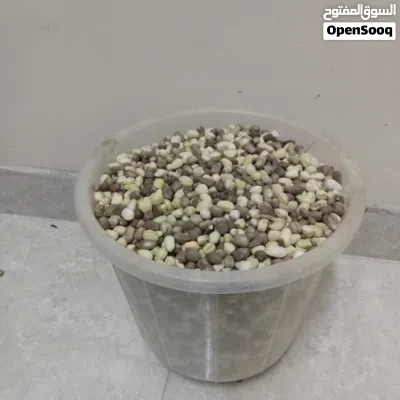 للبيع بذور الشوع أقرأ الوصف 4