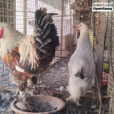 دجاج برهما العملاق 4