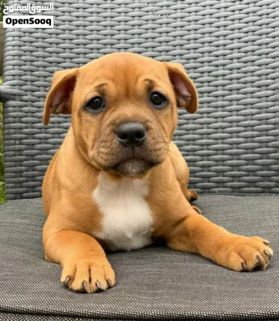Staffordshire Bull Terrier Puppy for sale 2