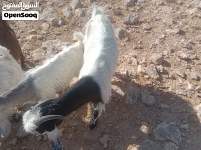 عنز معها شعريه العنز اول ولده الها 3