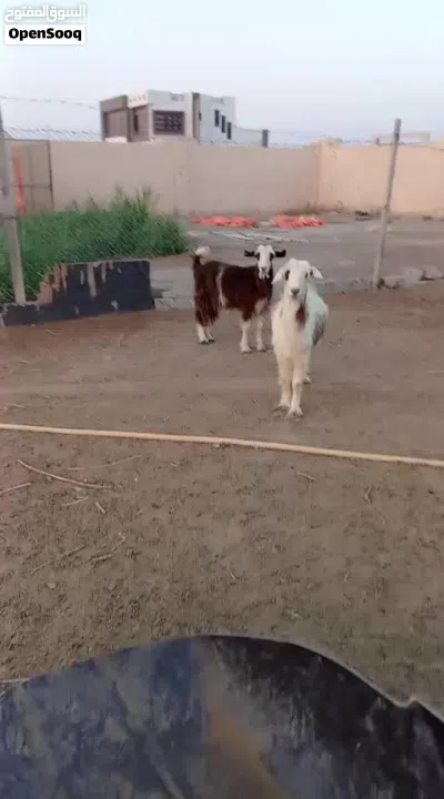 شاه ماشاءالله من حلال بني سعيد 3