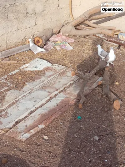 اقرأ الوصف مهم جدا 4