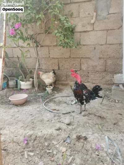 ديج عرب كريعي 3