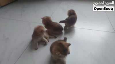 قطط سكوتش فولد ذهبية 2