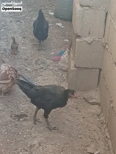 undefined 3