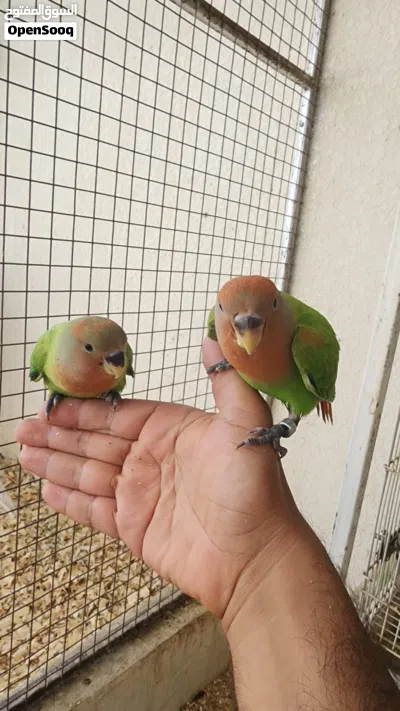 فروخ روز جرين اوبلاين 2