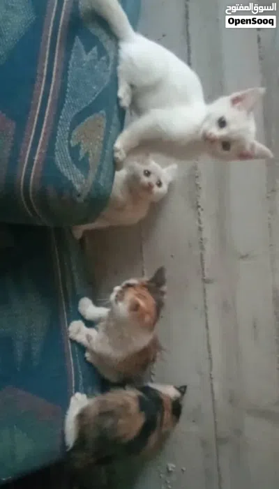 لون ابض وملونين 3