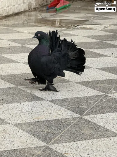 زوج عرايس وتكين ابيع شلع 2