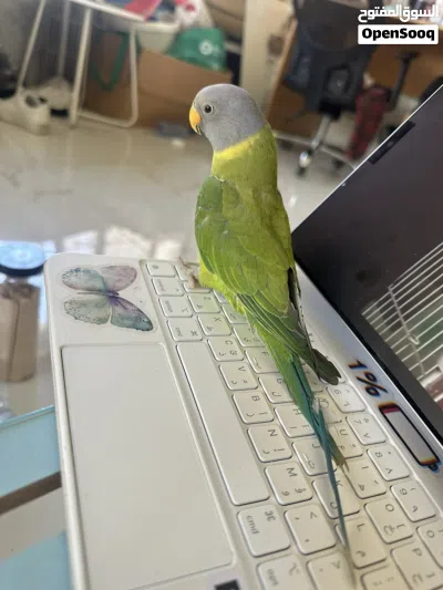ببغاء الرأس البرقوقي plum headed parakeet اليف صغير بالعمر هادي غير مزعج مع قفص كوكتيل 2