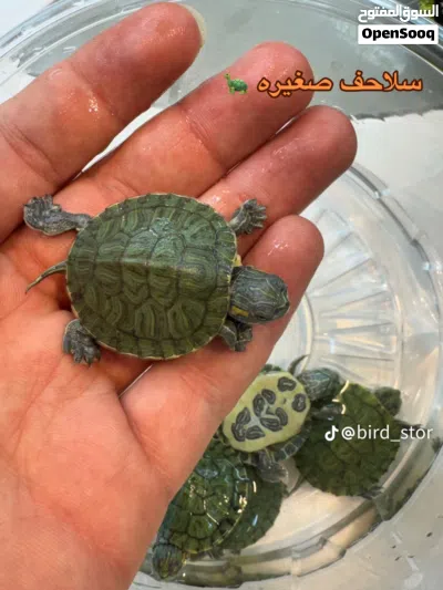 متوفر سلاحف مائيه وبريه 3