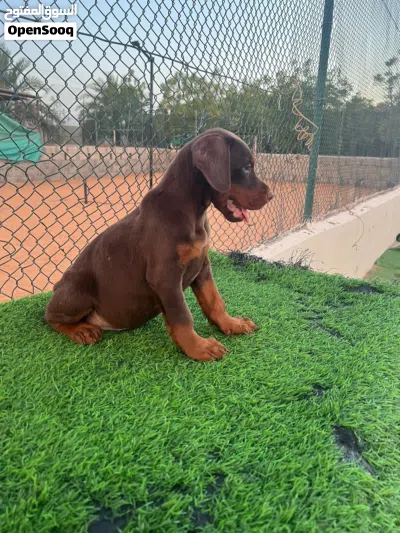 European Doberman puppies جراوي دوبرمان اوروبي 2