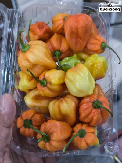 Habanero Chilli RO 0.300 per Pkt 2