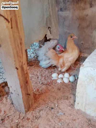 للبيع دجــاج كـيـنـي الــوان نـــادره مشاء الله 2