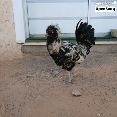 undefined 2