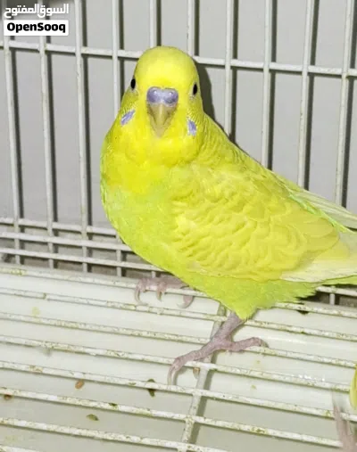 Beautiful, highly active organic diet fed budgies with bright colours for 105 SAR each 2