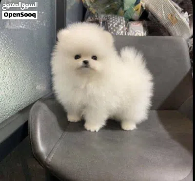 Pomeranian puppies 2