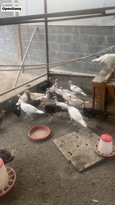 للبيع ديك رومي ذكور و إناث الكبار ب 8ریال و الصغار ب 5ریال 2