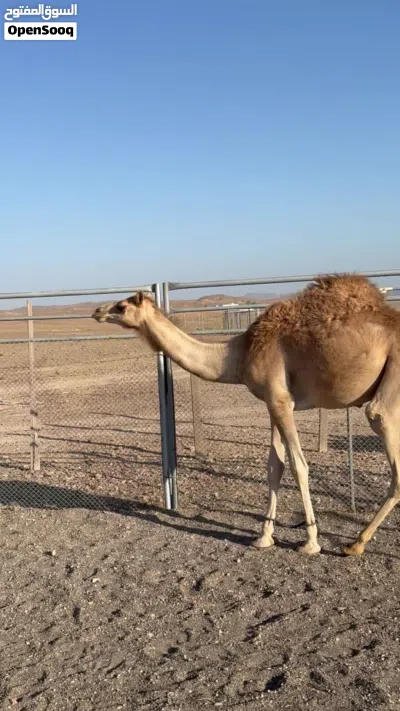 للبيع جعود عماني محلي 4