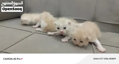 سكوتش لون مميز 3