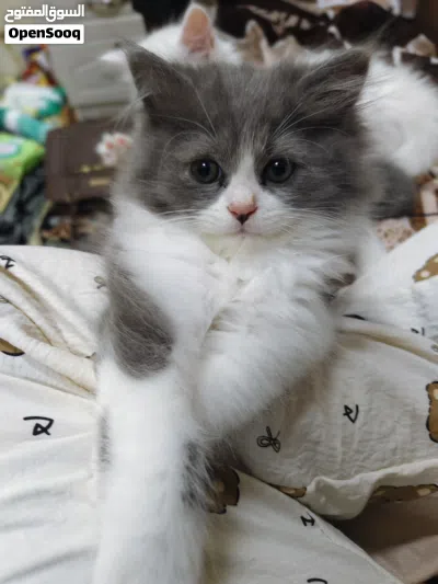 cat for adoption pair 1200aed only female and male kitten 8weeks kittens 2