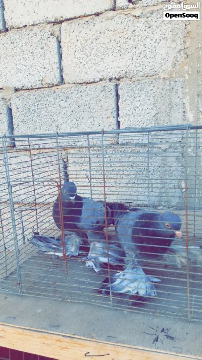 حمام شقلاب اسباني 2