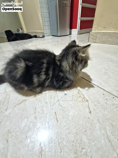 undefined 3