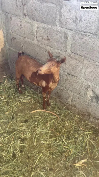 شاه مال صلاله عشار 3