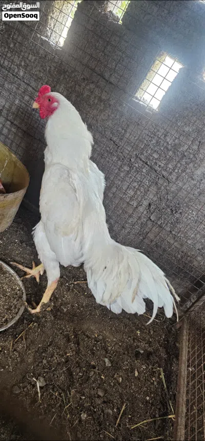 طيور مستورد ونسل مستورد مستوى قوي 4
