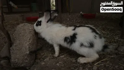 للبيع أرانب تهجين هولندي حجم ضخم 4