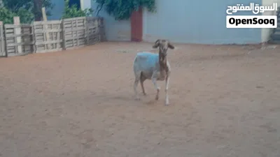 نعجه وطنيه الله يبارك عشره بادن الله ضرعها سليم سنها جامعه... 4