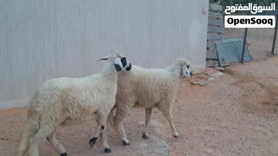 2فطايم توميات ربي يبارك عمرهم ف6شهور سليمات مشالله... 4