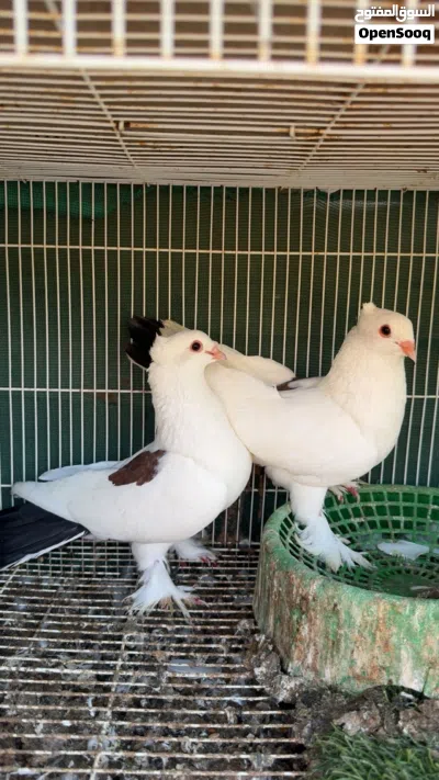 حمام زينه شوف الوصف 3