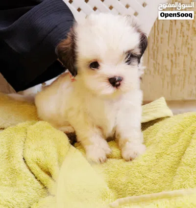 SHIHTZU PUPPY 3